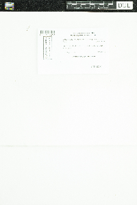 Cladina arbuscula subsp. mitis image
