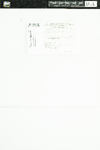 thumbnail image of current specimen