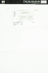 Cladonia rangiferina image