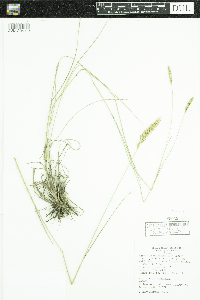 Agropyron cristatum image
