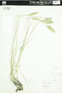 Agropyron cristatum image
