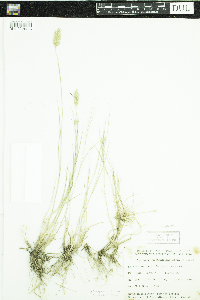 Agropyron cristatum image