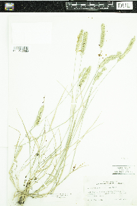 Agropyron cristatum image