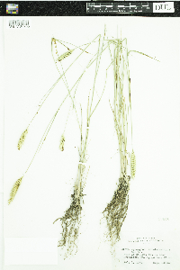 Agropyron cristatum image