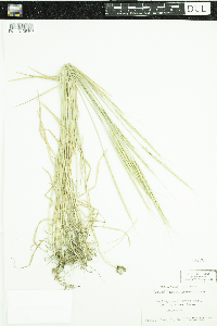 Image of Aegilops cylindrica