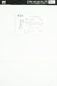 Image of Lecidella euphorea