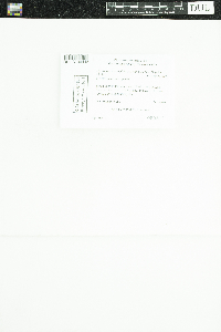 Acarospora smaragdula image