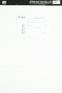 Image of Peltigera elisabethae