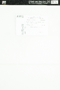 Peltigera evansiana image