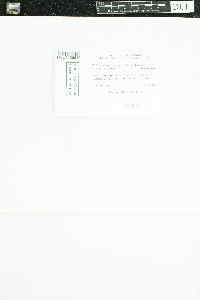 Protoparmeliopsis muralis image
