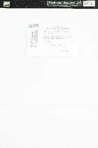 Protoparmeliopsis muralis image
