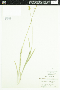 Triantha glutinosa image