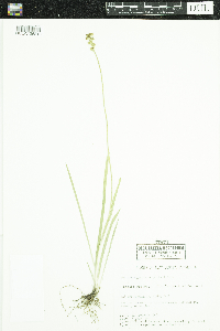 Triantha glutinosa image