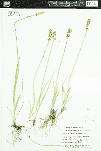 Triantha glutinosa image