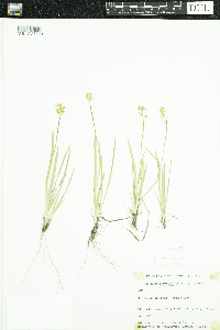 Triantha glutinosa image