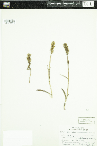Dactylorhiza maculata image