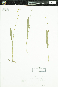 Media resource of Platanthera clavellata