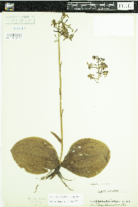 Media resource of Platanthera orbiculata