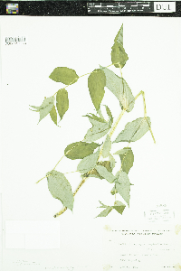 Streptopus amplexifolius image