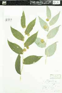 Streptopus amplexifolius image