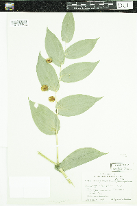 Streptopus amplexifolius image