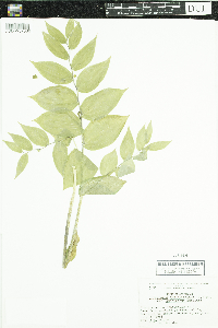 Streptopus amplexifolius image