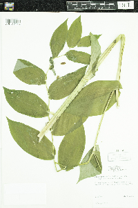 Streptopus amplexifolius image