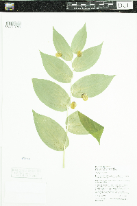 Streptopus amplexifolius image