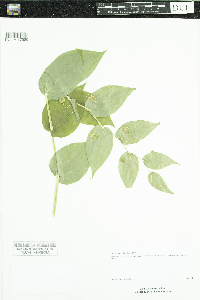 Streptopus amplexifolius image