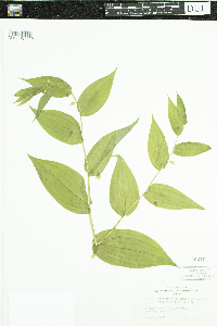 Streptopus amplexifolius image