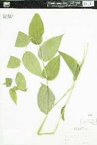 Streptopus amplexifolius image