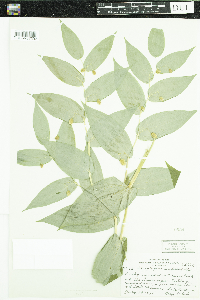 Streptopus amplexifolius image