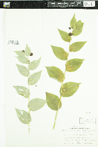 Streptopus amplexifolius image