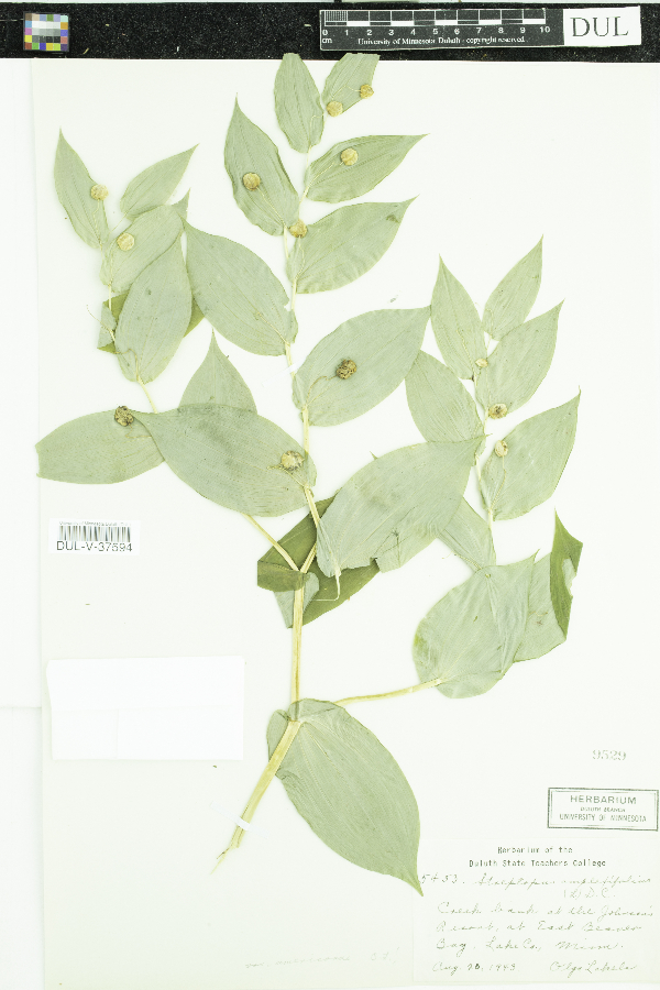 Streptopus amplexifolius image