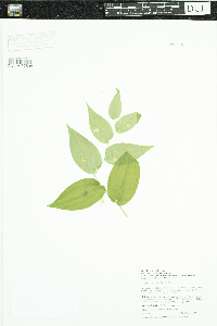 Streptopus amplexifolius image