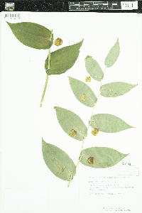 Streptopus amplexifolius image