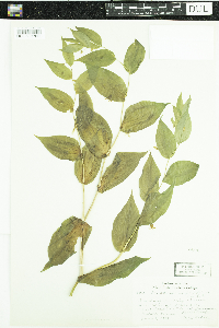 Streptopus amplexifolius image