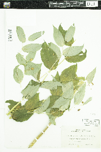 Streptopus amplexifolius image