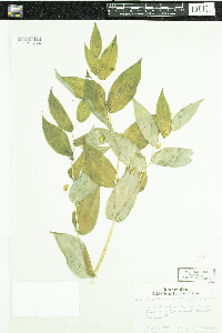 Streptopus amplexifolius image