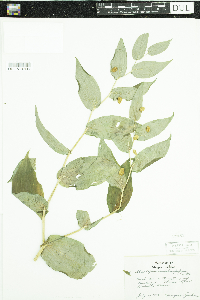 Streptopus amplexifolius image