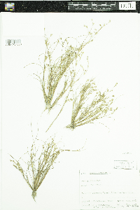 thumbnail image of current specimen