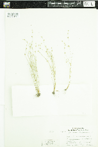 thumbnail image of current specimen