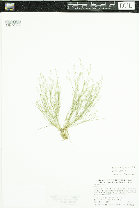 Juncus bufonius image