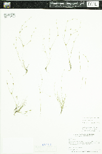 Thumbnail image of current specimen