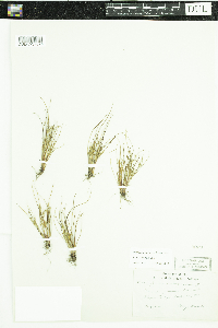 Thumbnail image of current specimen