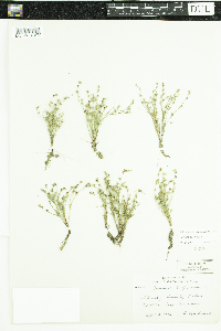 Juncus bufonius image