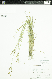 Juncus brevicaudatus image