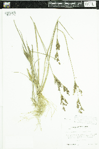 Juncus brevicaudatus image