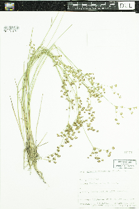 Juncus brevicaudatus image