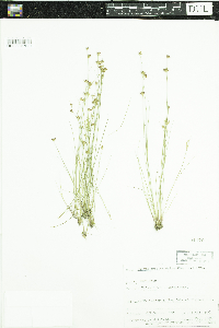 Juncus brevicaudatus image